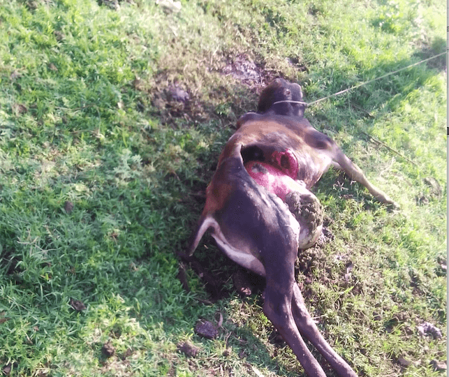 Panic as rogue hyenas invade villages in Homa Bay