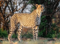 How baby cheetahs are being smuggled