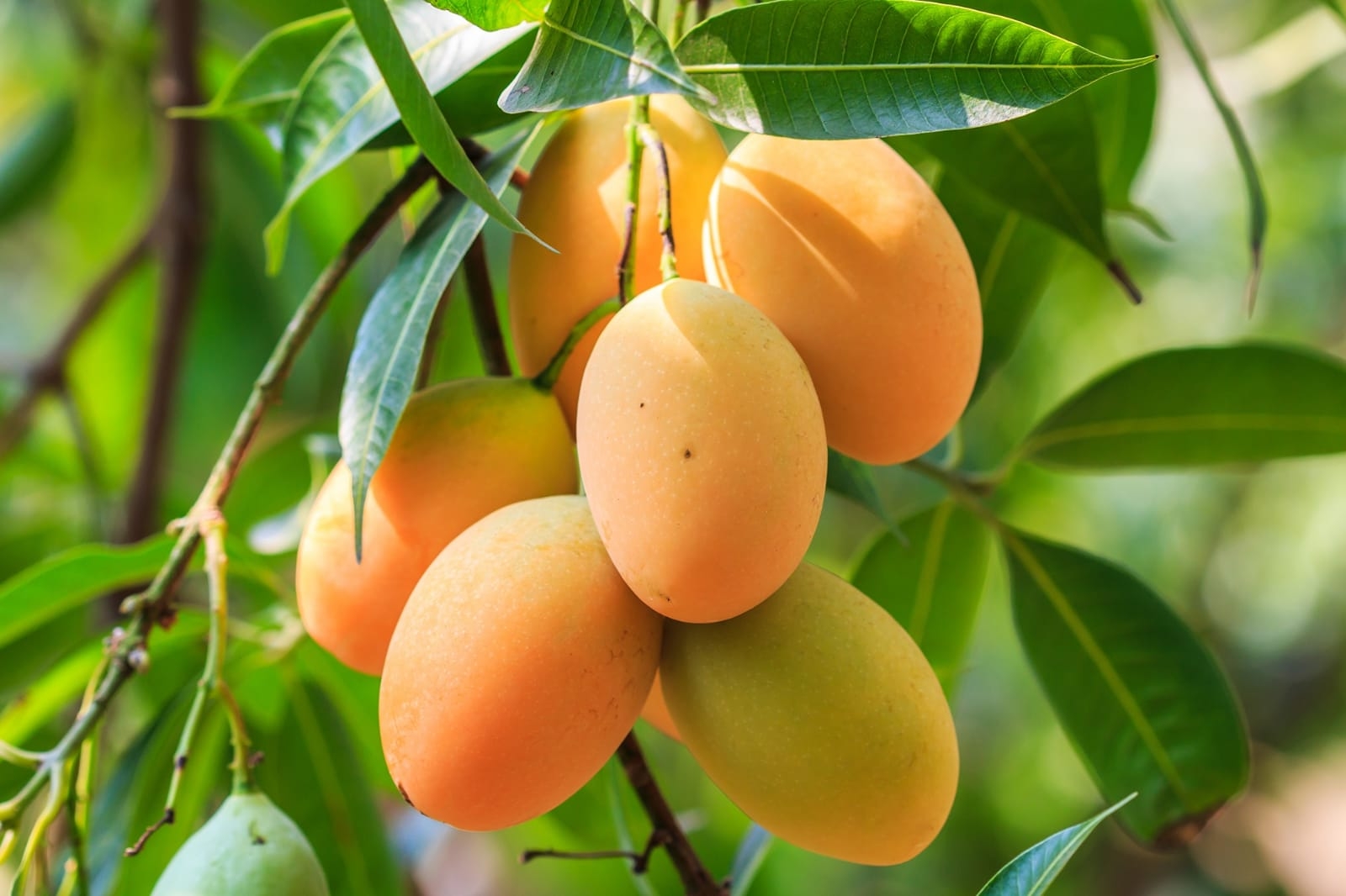 State orders mandatory registration of all mango marketing agents