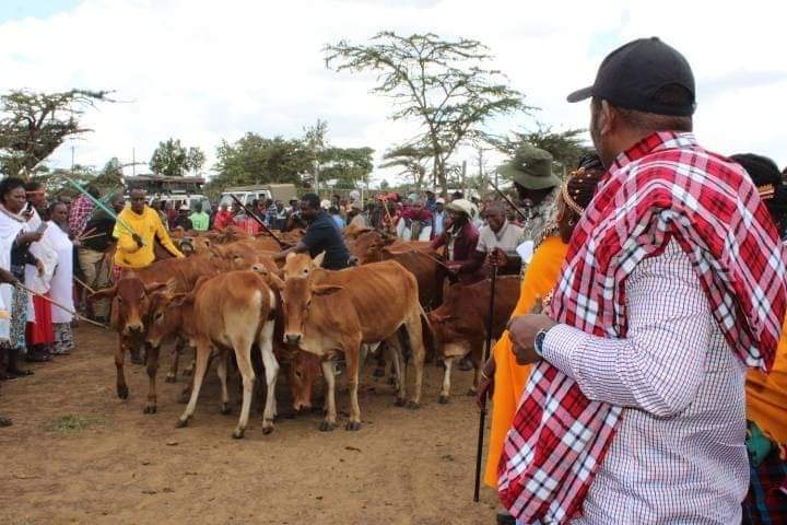 Over 4,000 families benefit as Samburu County distributes Sahiwal heifers