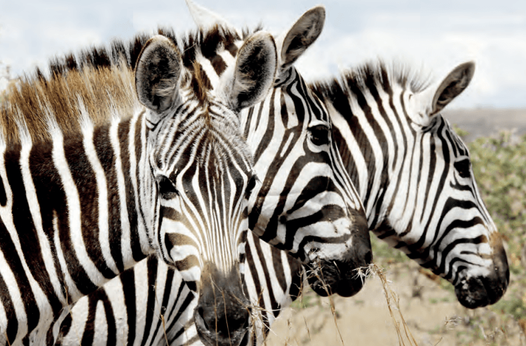Why Kenya wants wildlife included in talks on climate