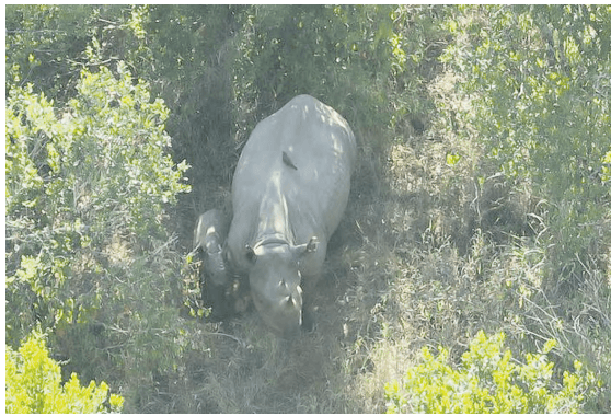 Black rhino born in Loisaba,  month after translocation
