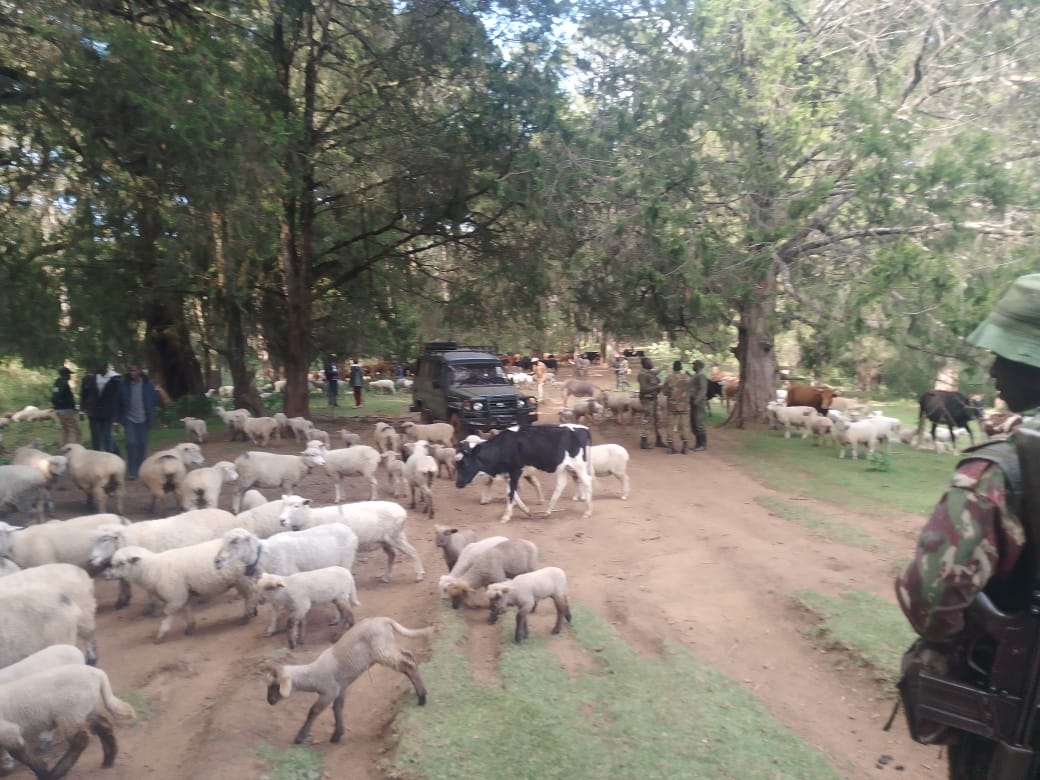 Herder shot dead in attempted animals robbery in Samburu