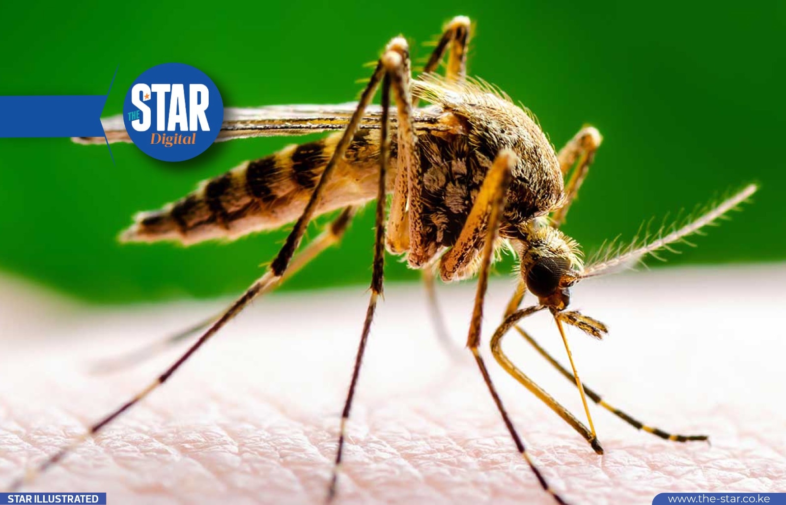 Natural remedies for mosquito bites