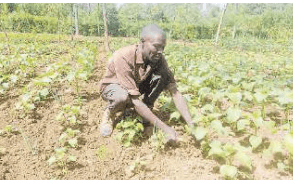 Healthy soils transforming farming in Western region