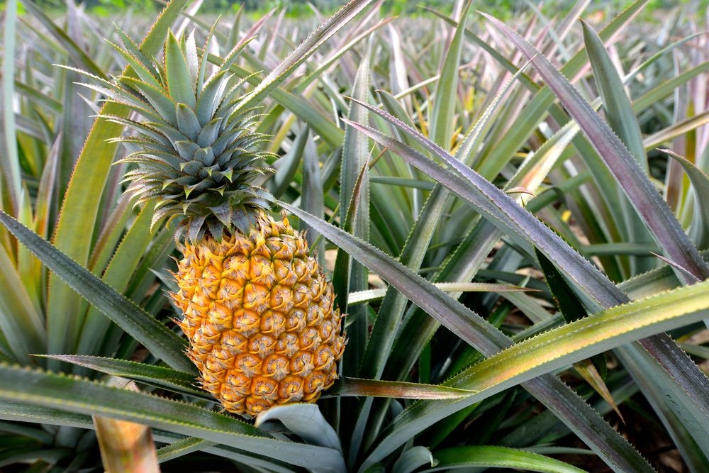 Man fined Sh40,000 for theft of 30 pineapples