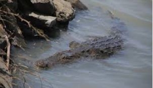 Moment baboon narrowly escapes from crocodile's jaws