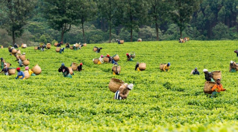KTDA farmers to get fertiliser refunds in December