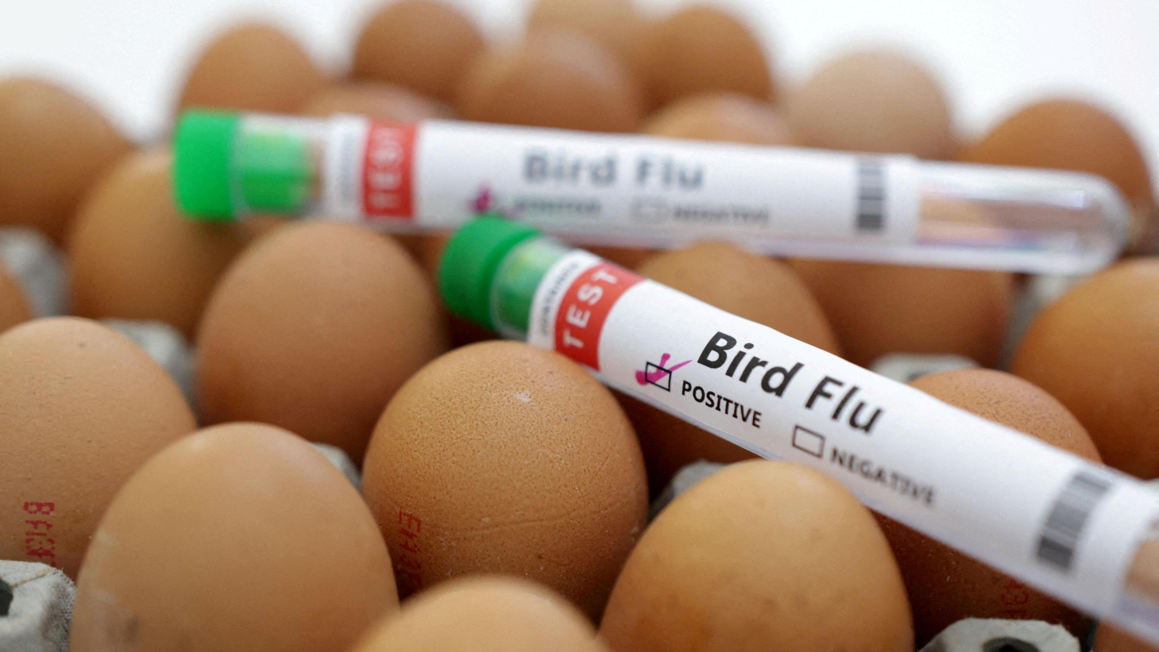 Case of bird flu found in Republic of Ireland