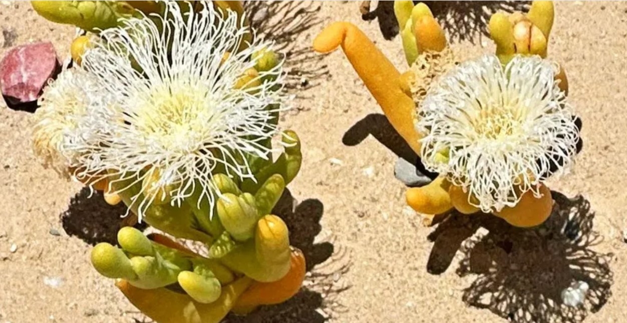 Illegal trade booms in South Africa's 'super-strange looking' plants
