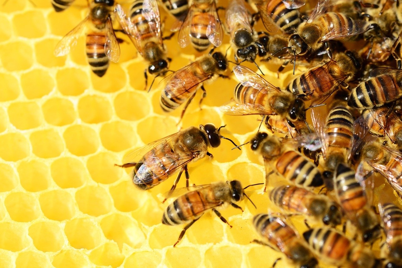 How bee venom honey boosts immune system of person living HIV