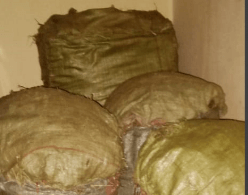 Migori: Police seize suspected Cannabis Sativa worth Sh3m