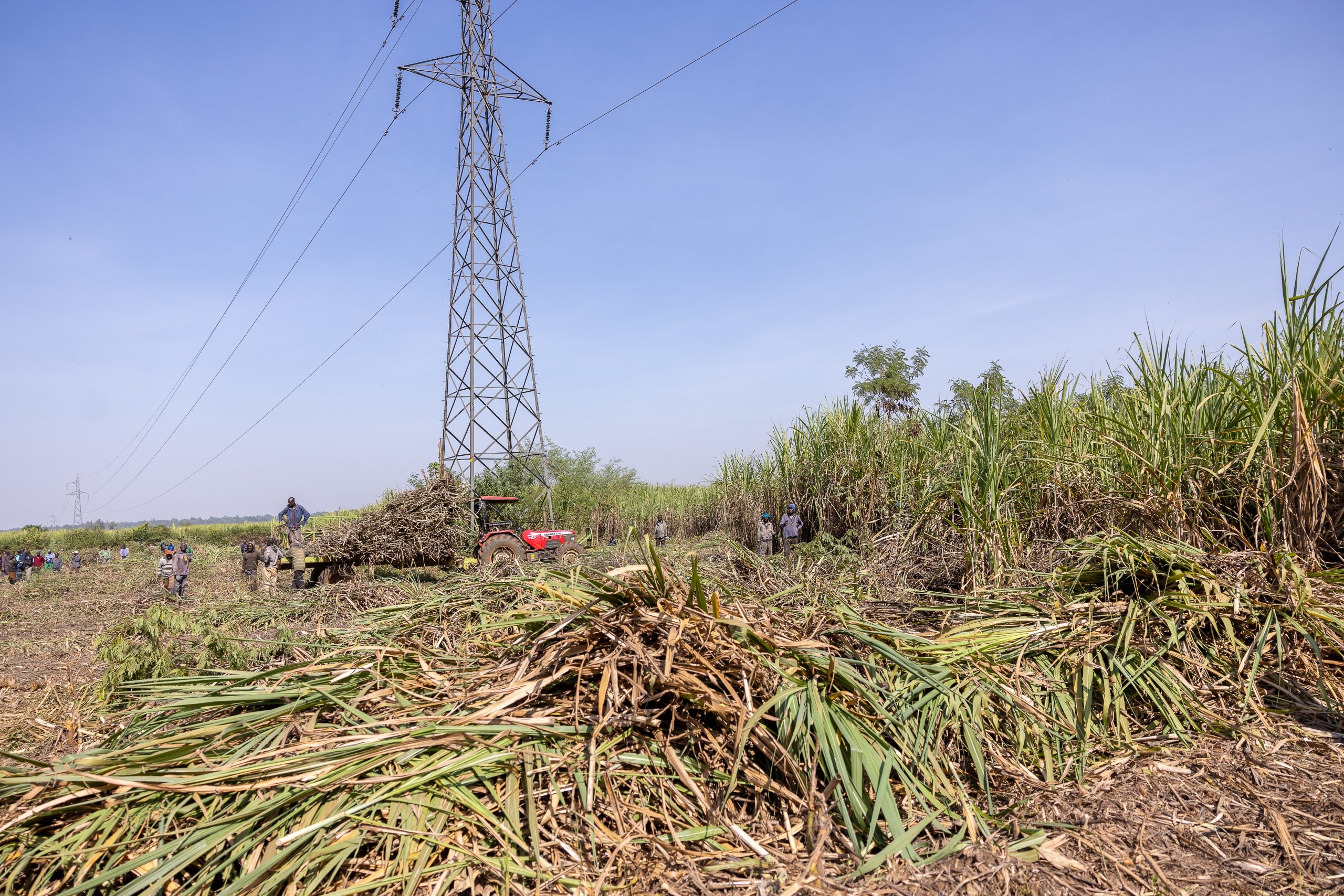 Boost for sugarcane farmers as state increases prices to Sh5,300