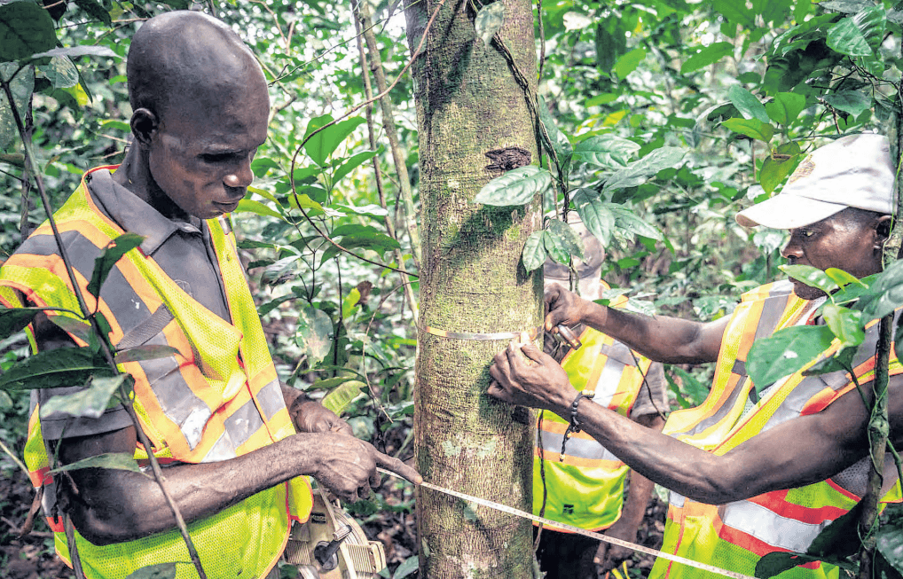 How carbon credits can help revive ecosystems