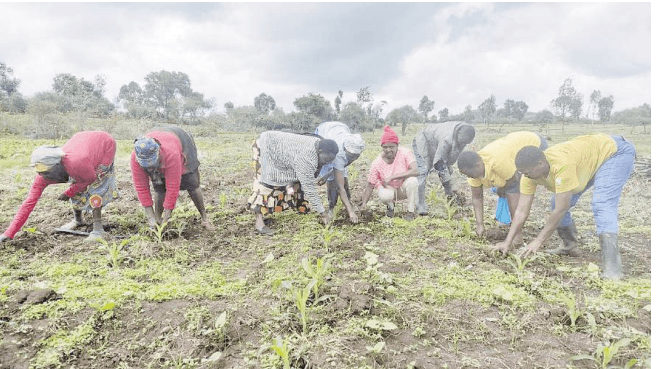 Farmers adding compost in the mix for healthier harvest
