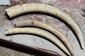 Two detained as police recover 10kgs of elephant tusks