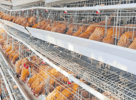 Inside the tough world of chicken farming
