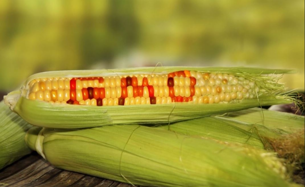 Civil society groups, farmers laud ruling to halt GMO importation