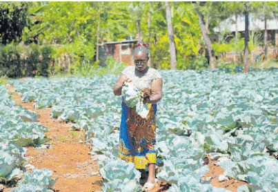 Irrigation lifts farmers out of poverty, helps boost crop diversity