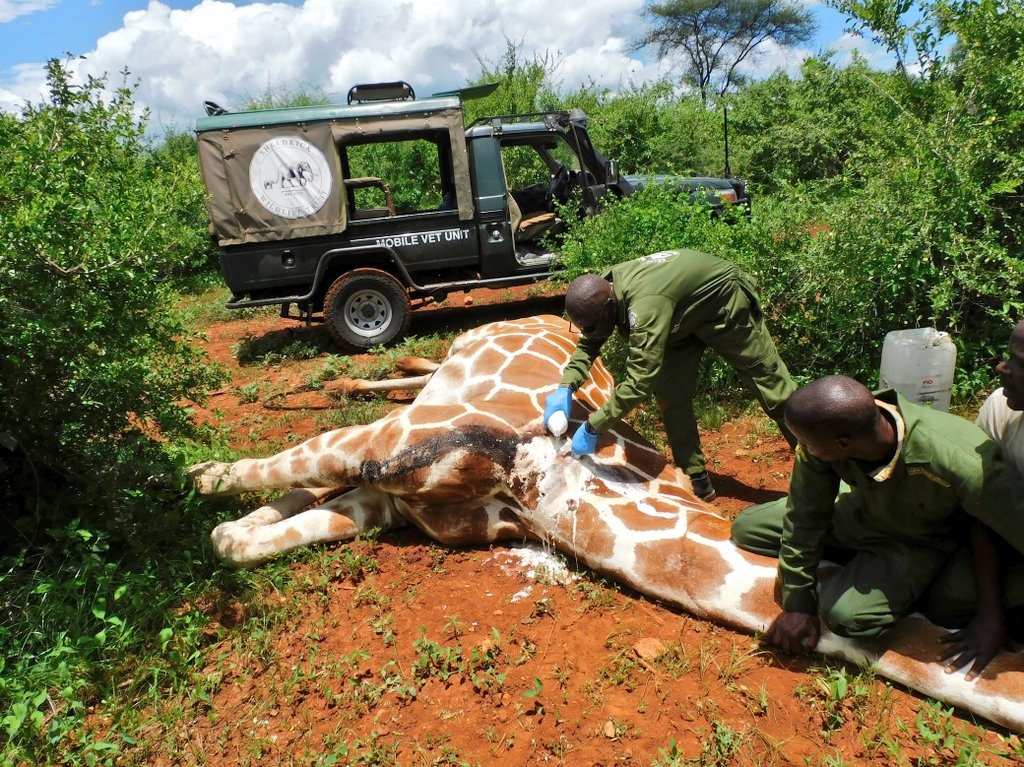 KWS rescues, treats giraffe with maggot-infested wound