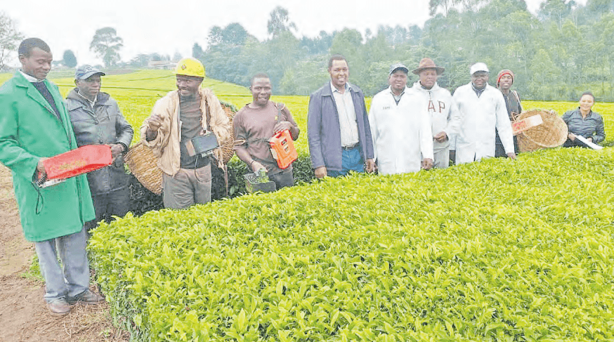 Machines reducing plucking costs for tea farmers in Rift