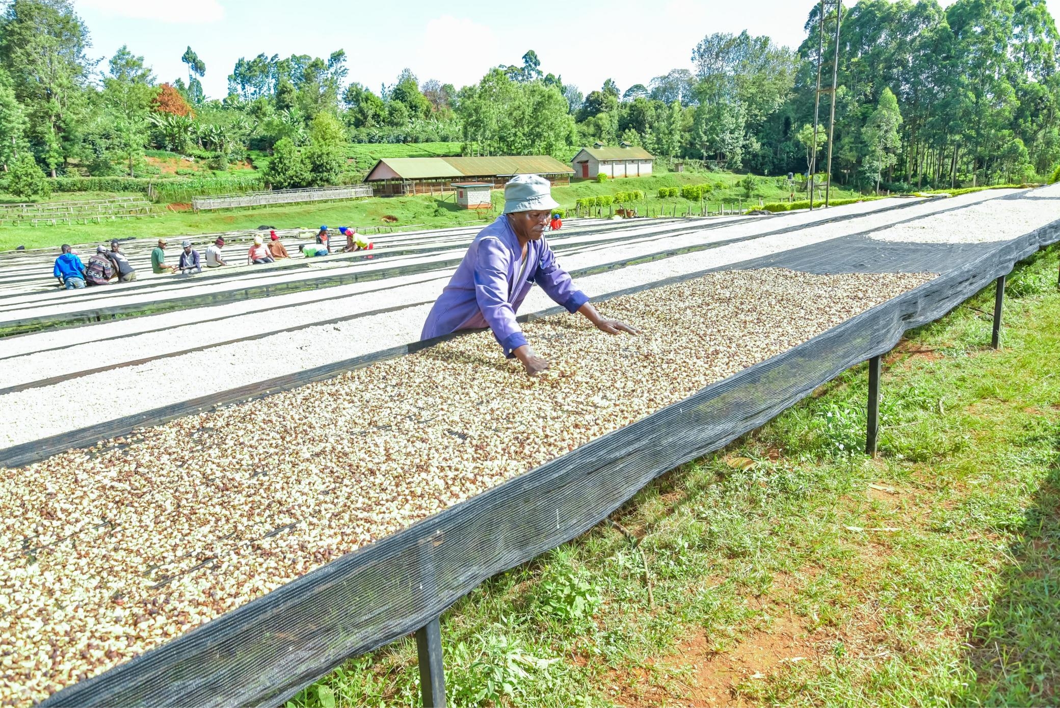 Coffee cooperatives reject state plan for direct payment to farmers