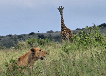 KWS dismisses fake notice on park fee hike