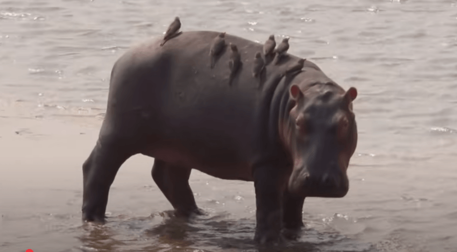 Fifty hippos killed by anthrax in DR Congo