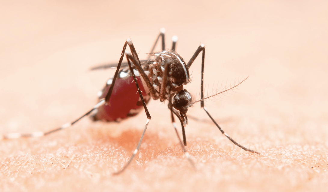 How Anopheles Stephensi mosquito is reshaping Turkana’s malaria battle