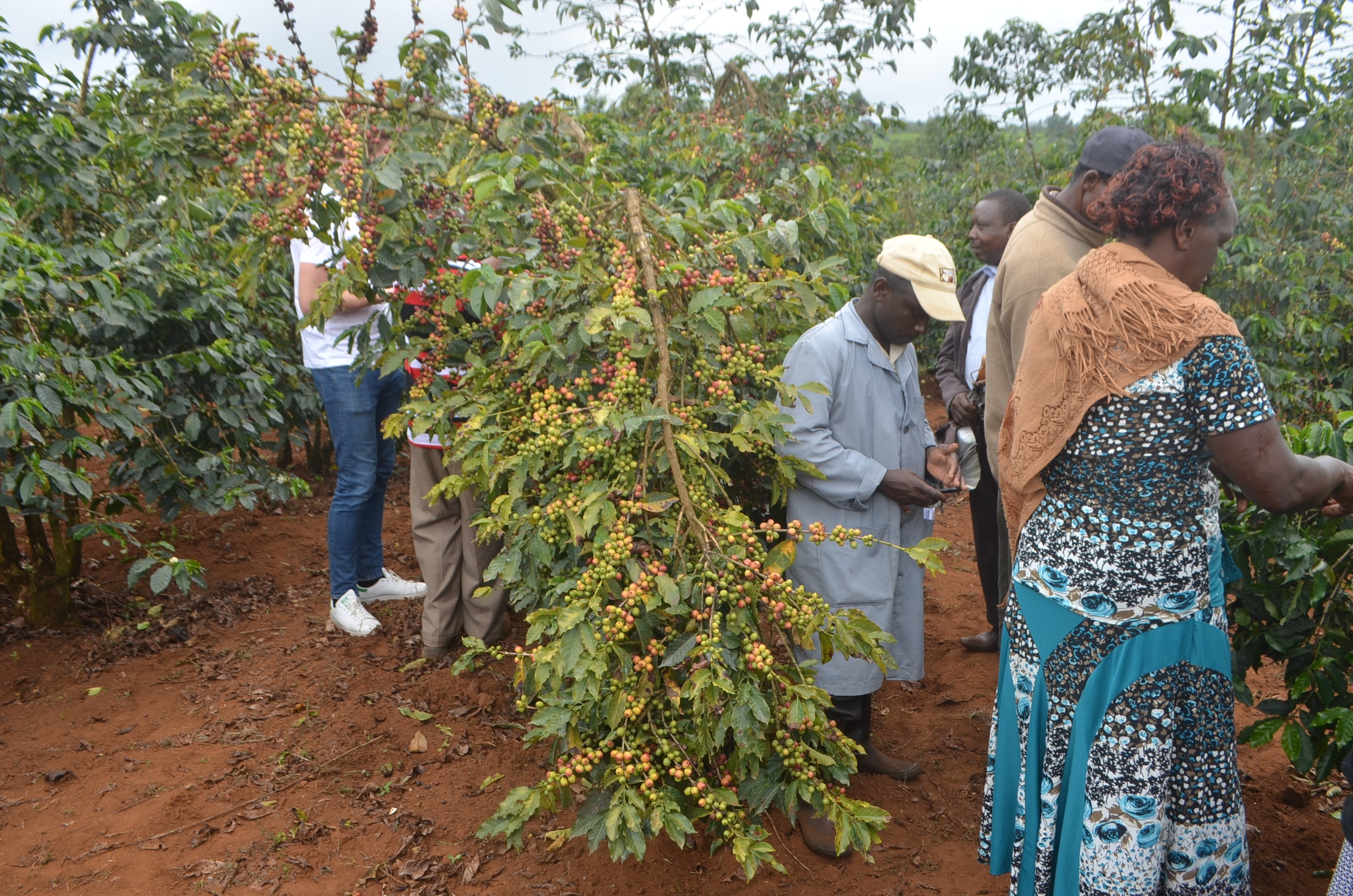 Kirinyaga farmers receive high coffee cherry payout
