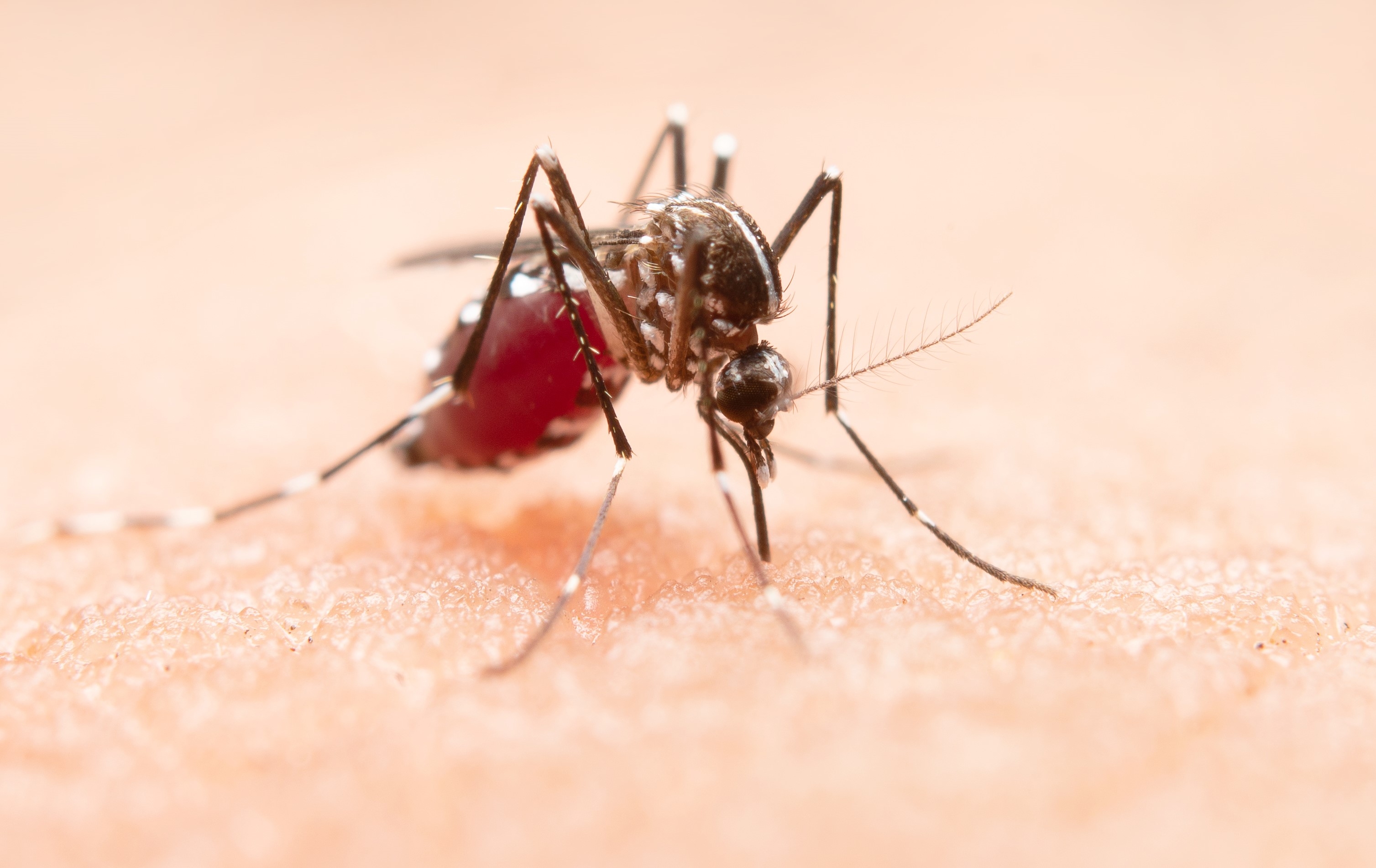 EXPLAINER: What to know as the world marks Malaria Day