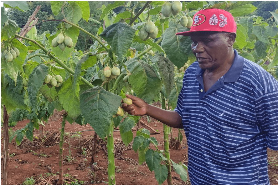 Tamarillo farming changes the fortune of retired teacher