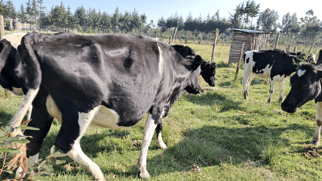 EXPERT: Five tips for successful dairy farming