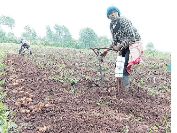 Potato farmers ‘lack’ certified seeds