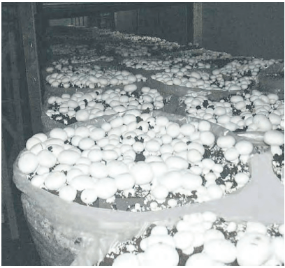Mushrooms thriving under trees in Kiambu