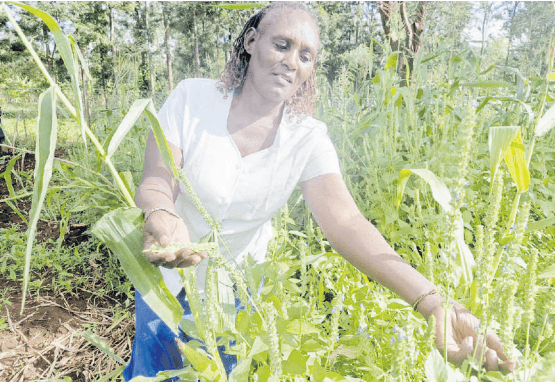 From struggling farmer to rich agroecology warrior
