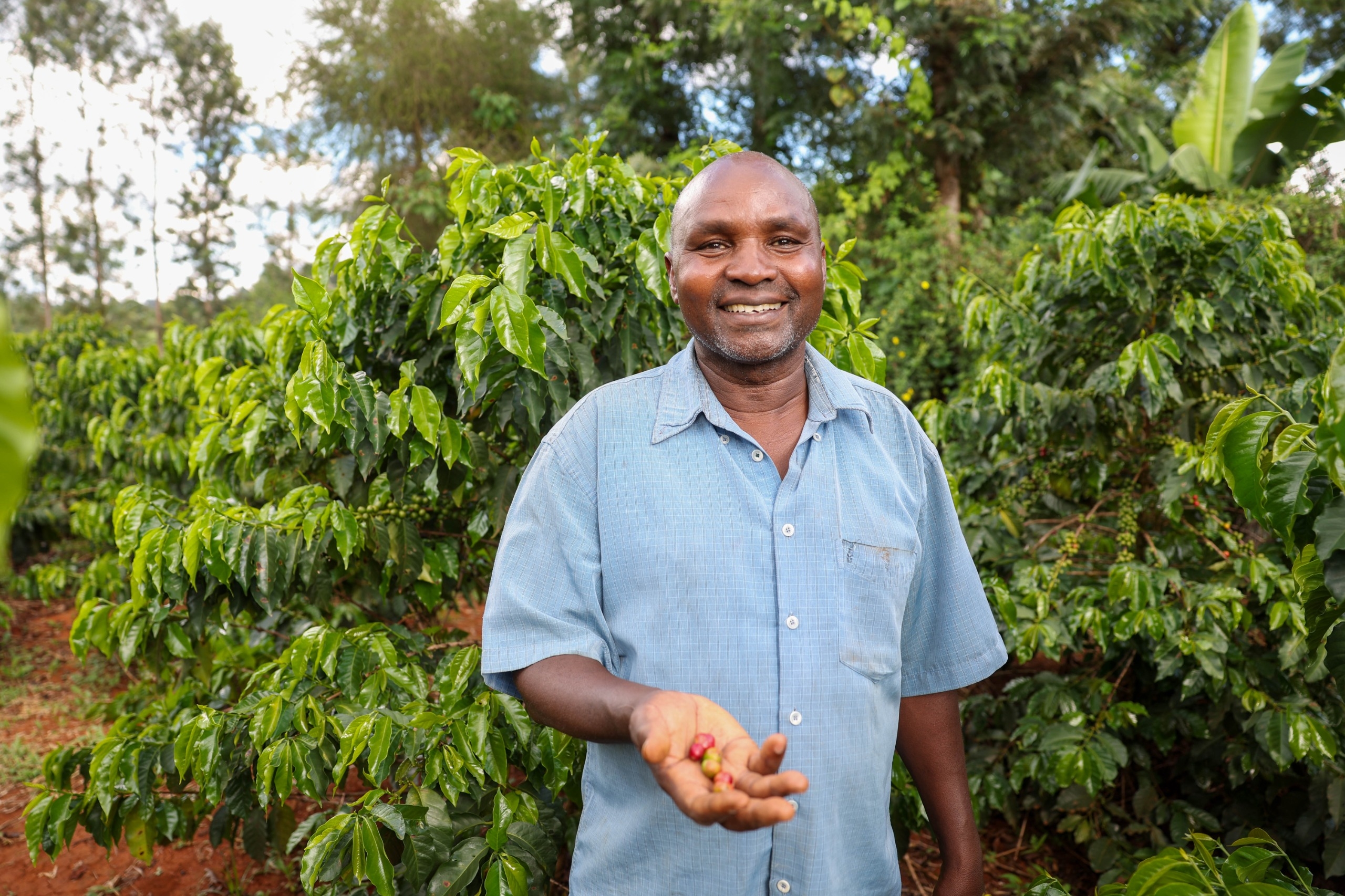 Coffee reforms takes shapes as farmers smile to bank