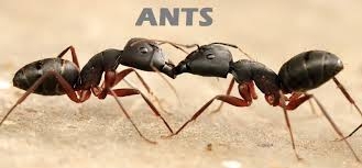 Four expected in court for trafficking garden ants