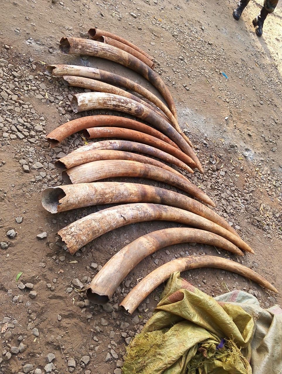 3 arrested with Sh6m elephant tusks in Meru