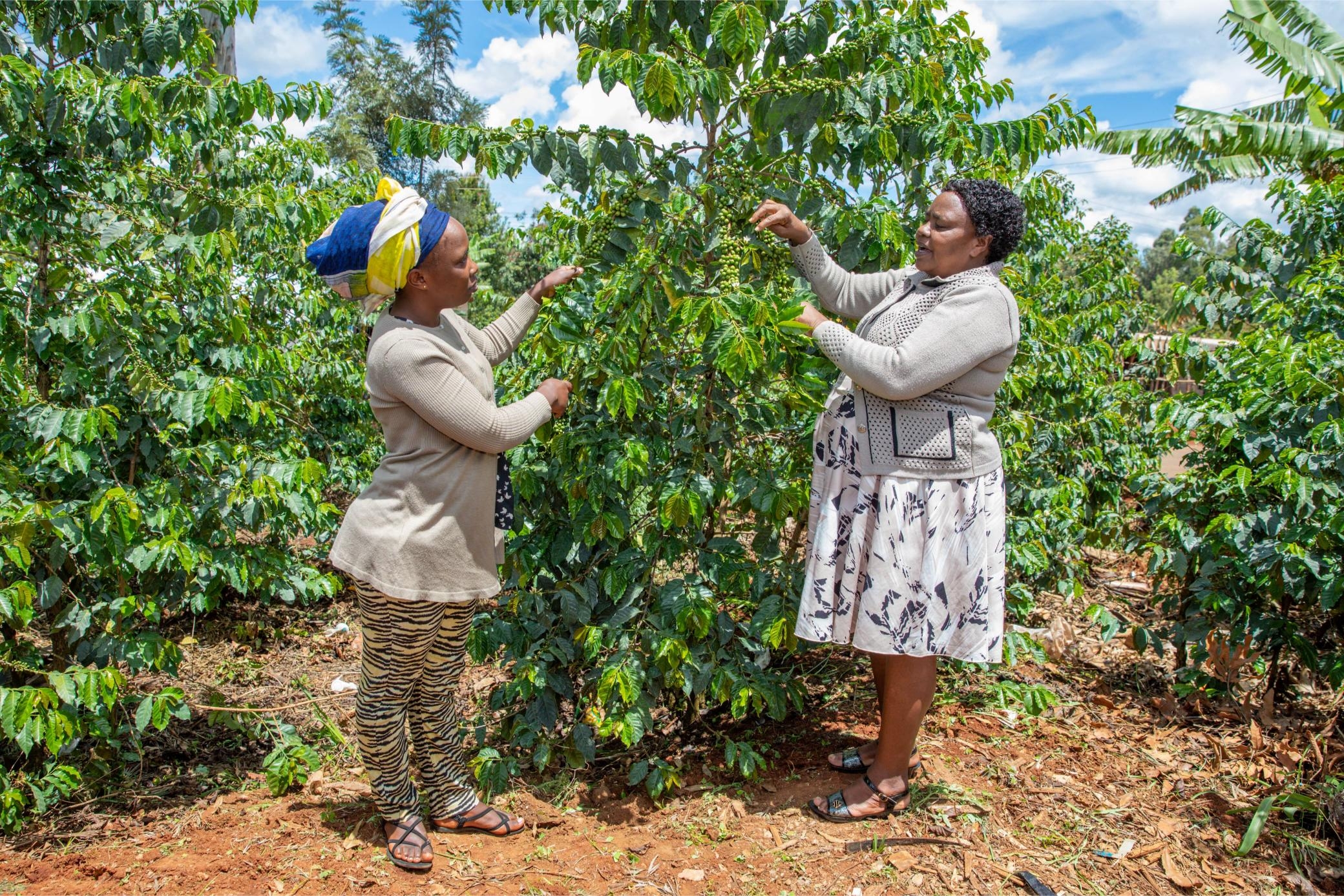 Kirinyaga farmers walk with fat wallets after coffee boom
