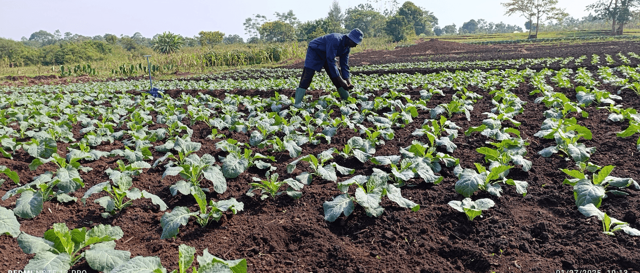From struggles to surplus: The farming revolution redefining Siaya
