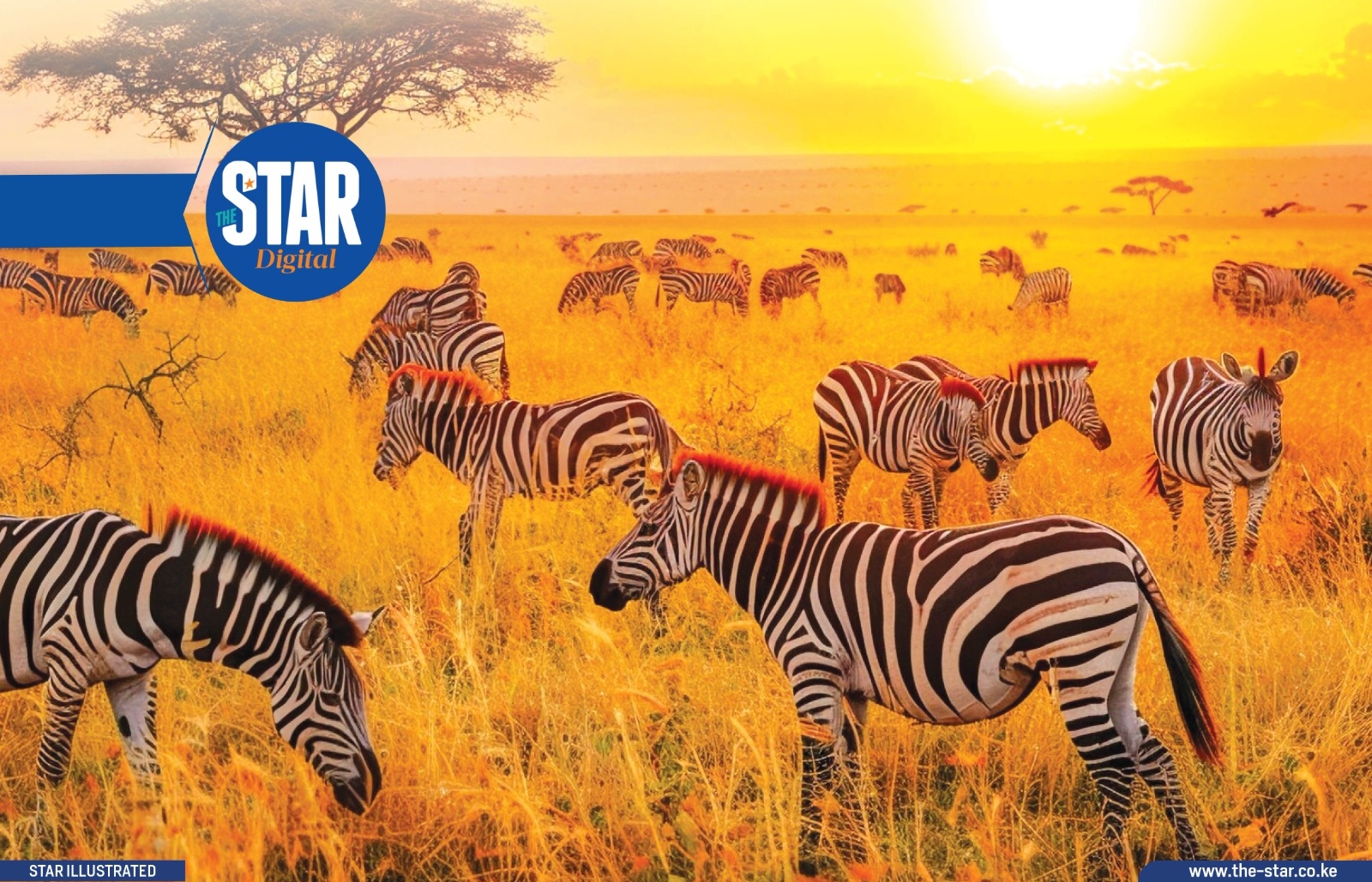 Procedure for Human-Wildlife conflict compensation