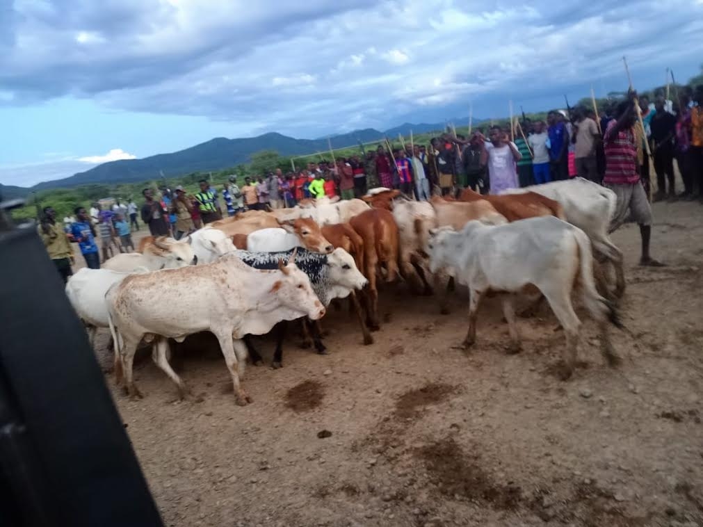 Bandit shot dead as police recover 33 stolen livestock