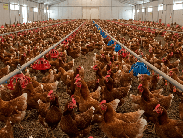 How to identify,  control chicken diseases