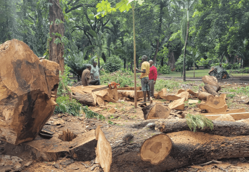 Environmentalists demand audit after tree removal in Mombasa