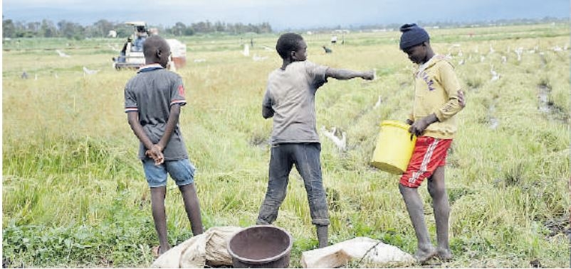 Kisumu partners with private firm to operationalise Sh30 million Ahero rice mill