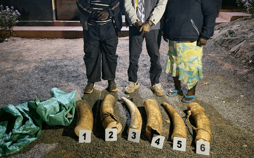 Three arrested with six jumbo tusks in Mbeere
