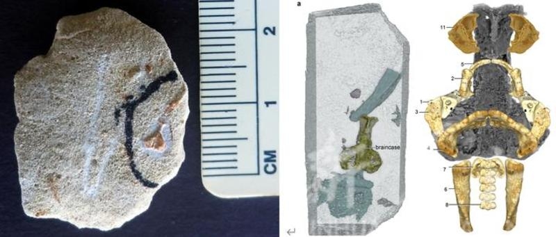 Scientists unlock mystery of 400-million-year-old fish