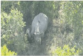 Kenya records 497 increase in rhino population in four years - report