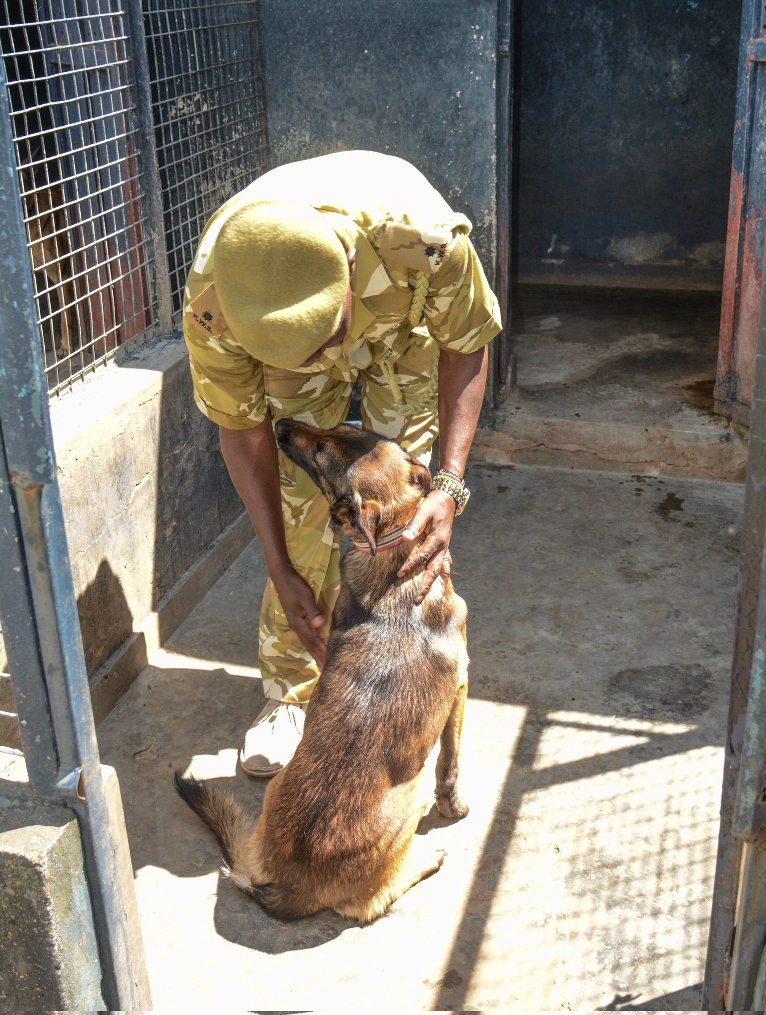 KWS deploys specially trained dogs in anti-poaching push